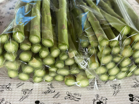 【訳あり極細】グリーンアスパラガス１ｋｇ　北海道幕別町産露地（Ｓ～ＳＳサイズ）