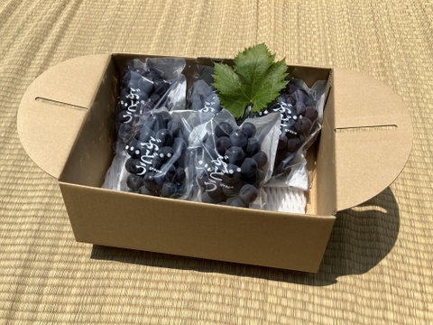 濃厚な甘み！種無し巨峰ぶどう【2kg:5房〜6房】