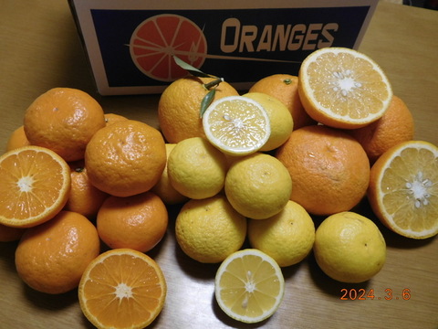 【春の柑橘食べ比べ】伊豆産うれしい３種セット・・・　正味4.0㎏