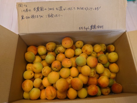 自然栽培♪在来梅5kg