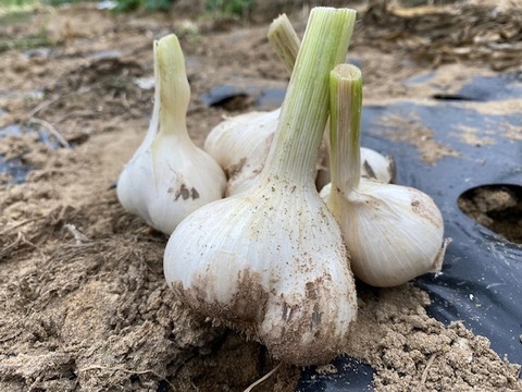 農薬・除草剤・化学肥料不使用 ニンニク にんにく 500g 石川県産 garlic