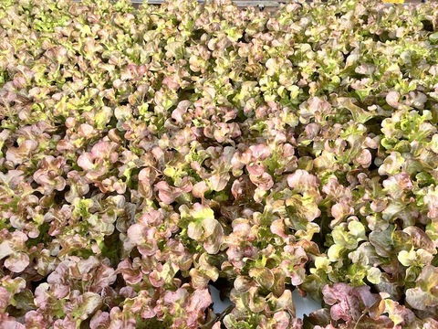 【農薬不使用】至宝のミックスレタス（500g）硝酸態窒素最大90%カット！