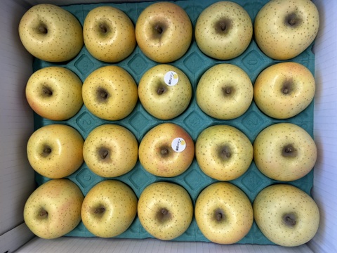 【ロマンシリーズ】　藤原ロマン　家庭用小玉 約5kg（20～23玉）