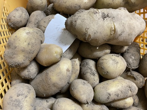 ホクホク！有機JAS認定圃場でとれたメークイン5㎏