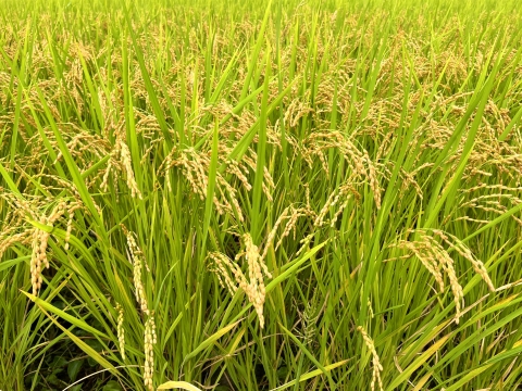 【先行予約】令和７年『コシヒカリ新米』5Kg×２袋 合計10Kg 標準精米