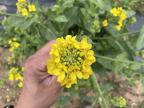 白菜の花 500g 天ぷらやおひたしに 栽培期間中農薬不使用 今が旬 訳あり