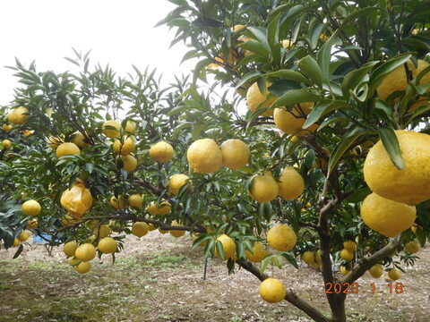 「規格外」伊豆ﾆｭｰｻﾏｰｵﾚﾝｼﾞ他「初夏の味覚/お楽しみ柑橘５種セット」　ご家庭用/正味4.5㎏