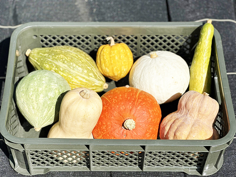 食べ比べ！かぼちゃセット！（約10kg、大～超大型、8～10個入り）農薬・化学肥料不使用