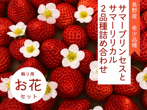 【お買い得】たっぷり食べたい夏イチゴ【訳アリ品】