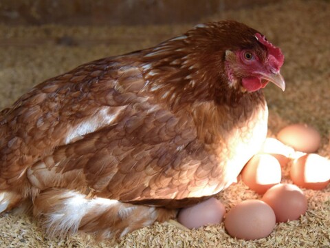 「ほんまの卵」の初卵　30個
