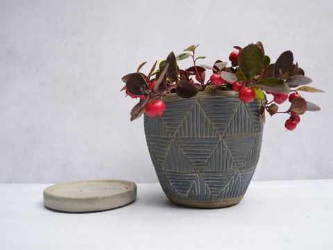 ミニ盆栽【チェッカーベリー × 青白縞陶器】高さ約18cm×横約16cm【朝市限定】