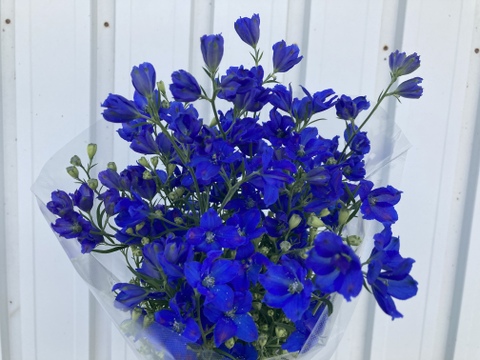 【もうすぐ終了】1度で4回楽しめるお花♪仏花にも◎ 規格外品デルフィニウム　青色30本同等ボリューム