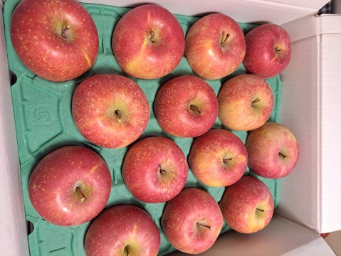 【りんご】樹上完熟「サンふじ」家庭用5ｋｇ　福島産　他県に引けをとらない美味しさ