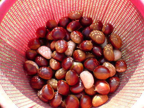 【１０月収穫の新鮮な栗】 マンモス栗　新鮮秋の栗