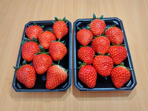 甘い！寒締めいちご！節減対象農薬8割減！品種おまかせ250g×2p：島根県