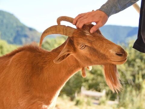 やさしい甘さの「ヤギミルクヨーグルト」加糖タイプ 150g×9本