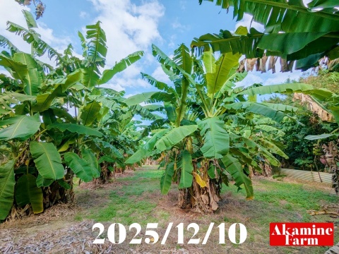 数量限定です！貴重『アップルバナナ』約2kg