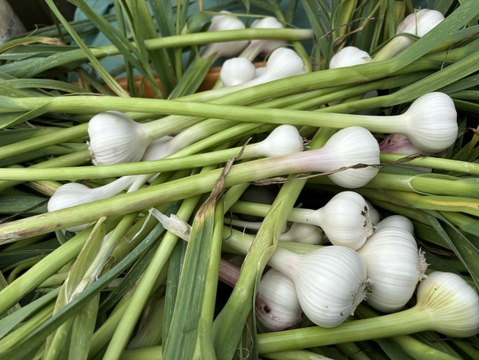 【期間限定】採りたてフレッシュ！鹿児島県産　生ニンニク１ｋｇ