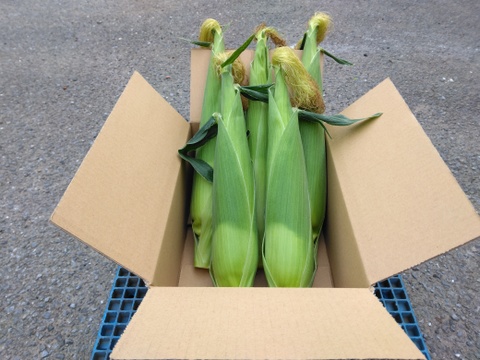 ☆2025シーズン終了☆朝採れ！ハウス栽培トウモロコシ『ゴールドラッシュ』Lサイズ5～6本🌽