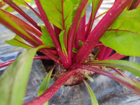 🌱収穫そのままお届け！畑直送！「食べる輸血」採れたて葉付きビーツ1〜2種セット約1.5kg🌱｜畑の鮮度そのまま✨｜農薬・化成肥料不使用｜✨