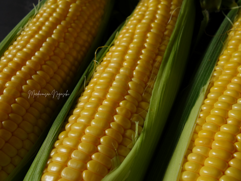特上・高糖度スイーツコーン５kg　島原湧水育ち　甘いとうもろこし