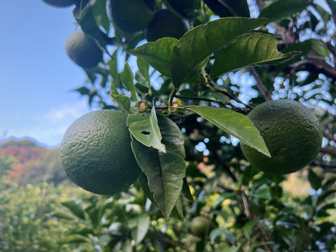 農薬不使用　ねこ農園の橙　2キロ