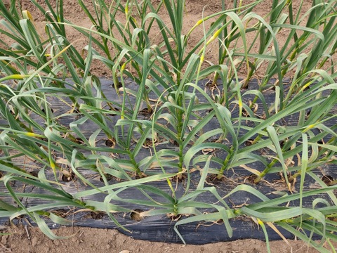✨希少！国産ニンニクの芽　約300g✨採れたて直送｜やわらかく甘い春のごちそう🥬農薬・化成肥料不使用✨