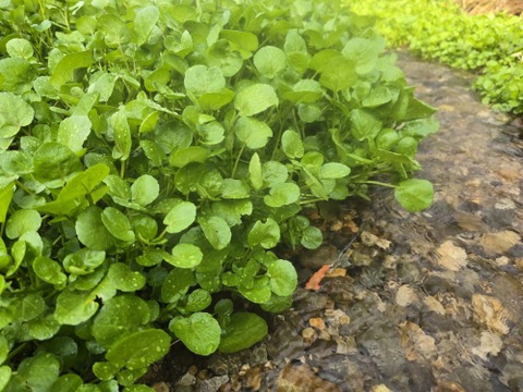 【700g】兵庫県但馬産　ごちそうクレソン