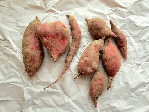 麦芽で育ったホクホクさつま芋『金時』小サイズ約1.8キロ熟成済み