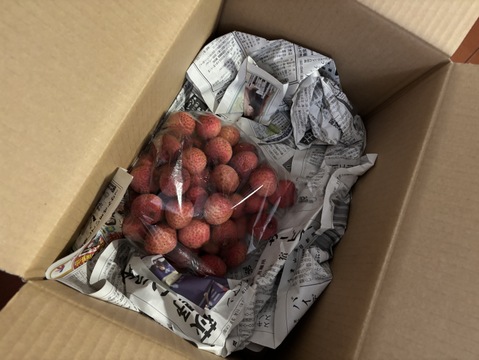 石垣島産 生ライチ 1kg 石垣島産「ライチ」1kg：沖縄県産の玉荷包｜食べチョク｜産地