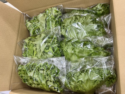 箱入娘の新鮮野菜！『デリサラダ』1.5㎏