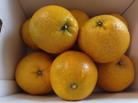 【家庭用5kg】夏文旦　濃厚ジューシー！潮風を浴びた高知県育ちの夏文旦　柑橘みかん　オレンジ