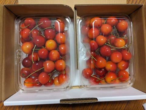 予約★北海道仁木町産さくらんぼ（紅秀峰）350ｇｘ２パック