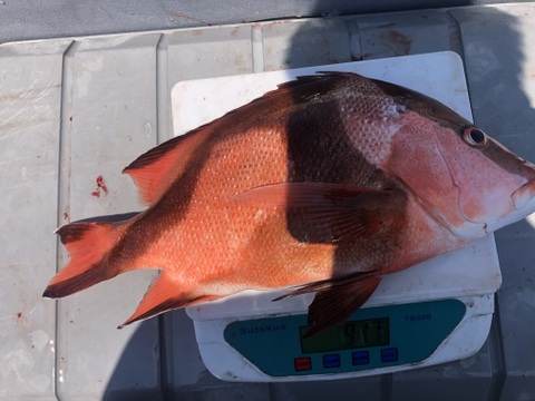 【活き締め】天然千年鯛　センネンダイ 1〜1.5kg