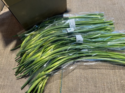 【有機JAS】にんにくの芽1kg