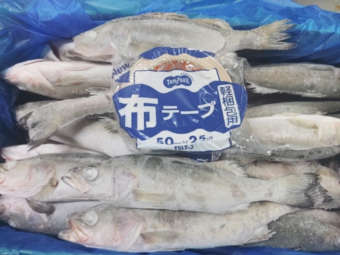 セッパ（スズキの幼魚）🐡急速冷凍 ５ｋｇ（約28匹 ）長さ平均約26cm🌟重さ平均約180g 焼き魚に 保管も効きます 水揚げ後すぐ冷凍 BBQで牡蠣🦪と一緒に焼き魚 生食も可能刺身も出来ます