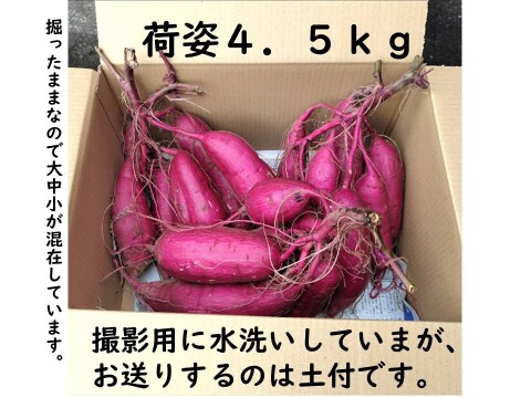 掘りたて　蔓つき紅はるか　飾って楽しみ、甘くなったら焼き芋に　 4.5kg