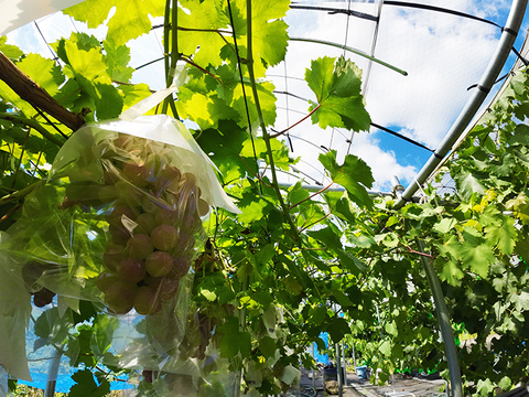 【ぶどう食べ比べ】2色おいしいぶどう詰め合わせ！ピオ/ドルチェ（約1.5kg、3～4房）