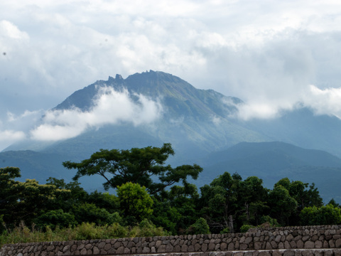 火山の麓で育ち野鳥もつい食べに来る、太陽のように赤いフルティカトマト『島原ルージュ』｜1kg