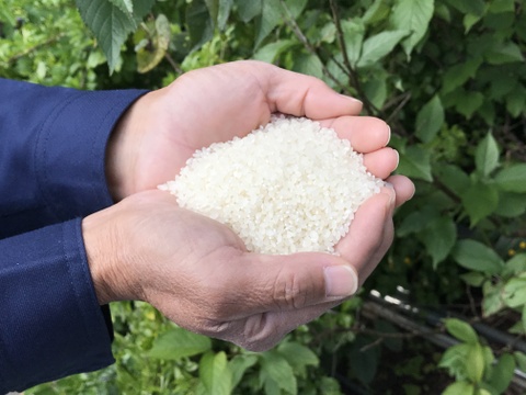コシヒカリ無洗米５㎏《お急ぎ対応可》 小松島市生物多様性農業推進協議認証いのちはぐくむ田んぼ米　令和5年産特別栽培米コシヒカリ１等玄米使用