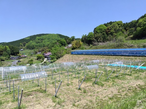 棚田で育てた🍇岡山県産オーロラブラック＆ニューピオーネ２ｋｇ（ご家庭用）食べ比べセット