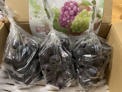 【ナガノパープル】大玉でぷりっとジューシー！種なし皮ごと食べられる大人気品種🍇