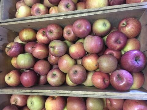 【先行予約】　\ 家庭用 /　サンふじ 5ｋｇ　青森県産りんご