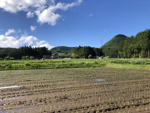【7年産】本場宮城県産ひとめぼれ　精米15Kg 農薬を控えて栽培