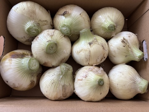 この時期だけしか食べられない♪淡路島新玉ねぎ「とろ甘・早生種」３kg