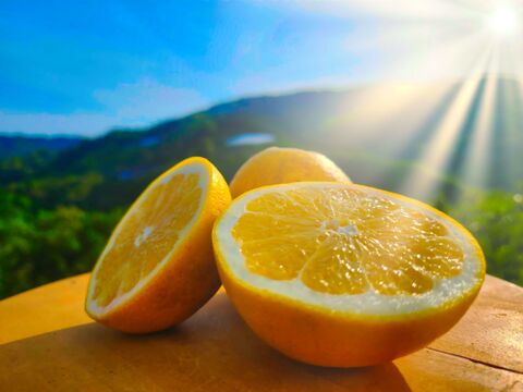 箱込8㌔　雨が降っている時間だけゲリラセール　家庭用河内晩柑　1,000箱以上売れる　見た目の悪さが美味しさの証　愛媛県産