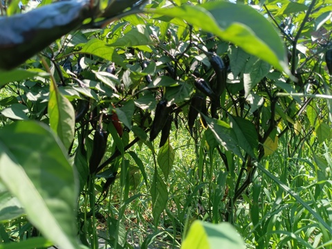 紫甘唐辛子つき🍅🍅🍅🌿農薬と化学肥料を使わないで育てた野菜セット🥕【数量限定❗❗】子供に食べさせたい（７品目〜10品目）😋🍚ばぁばのモノスゴイ野菜🍅🍆🌽✨✨✨