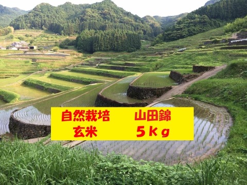 【３月セール】自然栽培！「山田錦」玄米５ｋｇ