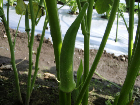 季節野菜のグリーンカレー