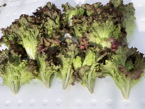 シャキッと新鮮！サニーレタス(ロロロッサ)1kg(500gｘ2p)